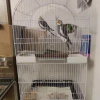 قفس پرنده نو