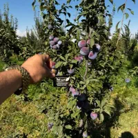 فروش نهال مرکبات توت سیب گردو بادام عناب صنوبر|خدمات باغبانی و درختکاری|ساری, |دیوار