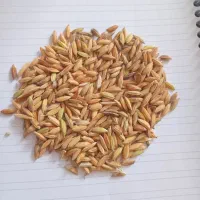شلتوک درجه ۱ بوجاری شده اماده کاشت
