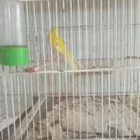 قناری رسمی بلند دو عدد