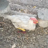 خروس زنده