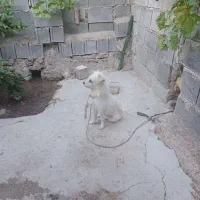 سگ پاور. روباهی خیلی خشکل وباجذبه