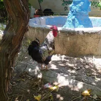 خروس محلی سالم و جوان