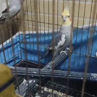 عروس|پرنده|کاشان, بهشتی|دیوار