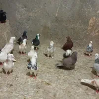 کبوتر شازده سرور طوقی ساده مسافتی سهره