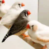 تعدادی فنچ سرحال و تمیر