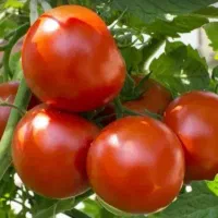 فروش گوجه فرنگی ارگانیک