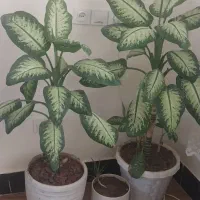 گل و گلدان