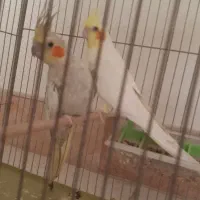 عروس هلندی مولد و کوتوله برزیلی