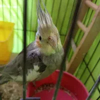 واگذاری عروس هلندی