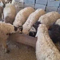 بره پای پروار