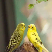 مرغ محلی معاوضه با مرغ عشق یا عروس هلندی
