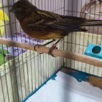 قناری ماده کبالت اصیل