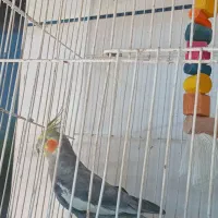 عروس هلندی