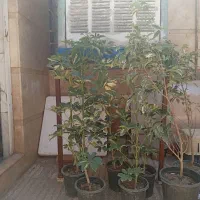 یه تعداد گل