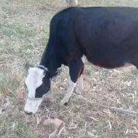 گاو آبستن