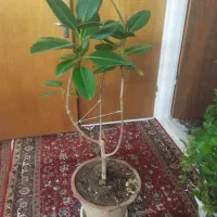 گل بزرگ