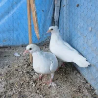 کفتر تهرانی درجه یک بپر مشتی