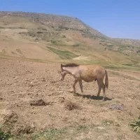 کره قاتور ۵ ماهه