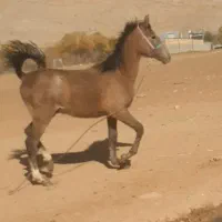 نریون کورد