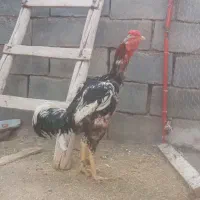 خروس لاری اصل