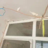 قناری سرامیکی درجه ۱