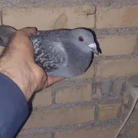 چهارعددپلاکی دونه ای۱۵۰