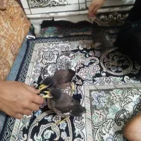 مینا