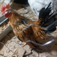 فروش مرغ و خروس خاص