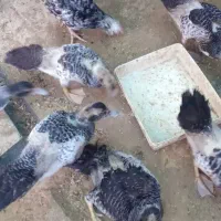 سیکا باخروس یامرغ معامله میکنم