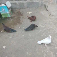 کبوتر فروشی