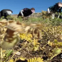 کارگر برای کندن نخود . دسکنه میخوام