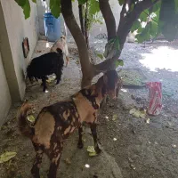 بز و بزغاله هلندی دوقلو زا درجه یک دره شهر