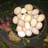 تخم مرغ وغاز