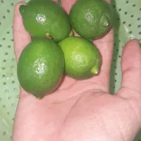 لیموترش