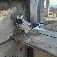 کبوتر