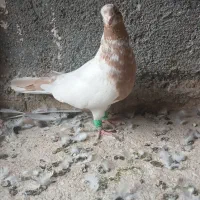 کفتر|پرنده|مشهد, قائم|دیوار