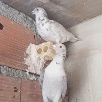کبوتر|پرنده|گنبد کاووس, |دیوار