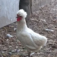 مرغ لهستانی