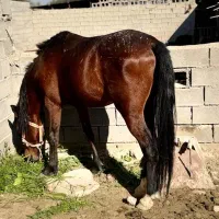 فروش اسب نریون عربی ۳ ساله