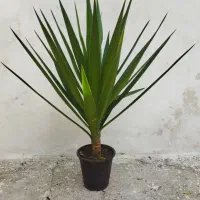 فروش یوکا