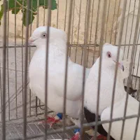 دمبی