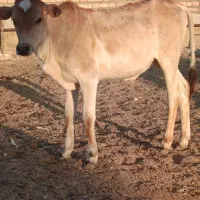 ما گاو.  گوساله