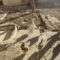 غاز|حیوانات مزرعه|فولادشهر, زاینده رود|دیوار