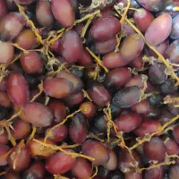 فروش رطب خنیزی