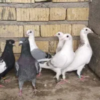 کبوتر