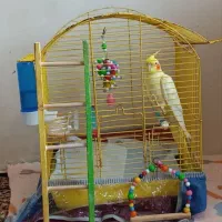 عروس پنج ماهه