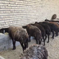فروش گوسفند قزل افشار