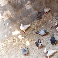 معاوضه 40 عدد کبوتر با مرغ و خروس