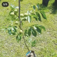 نهال گردو ژنوتیپ F1 هیبریدی گلدانی